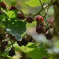 Le mûrier sauvage ou la ronce à fruits cultivée palissée