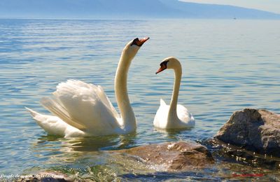 Couple de cygnes tuberculés sur le lac Léman