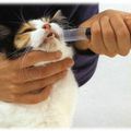 Donner un médicament à son animal (Chien/Chat/Furet)