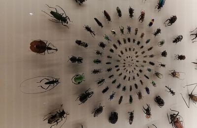 « Coléoptères, insectes extraordinaires » : les fascinantes créatures du musée des Confluence!!