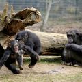 PARC ANIMALIER D'ATTILLY : chimpanzés. La colère monte