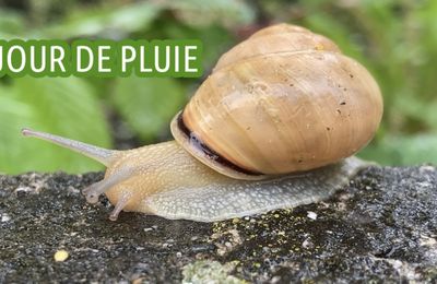 Le temps des fleurs - Petite pluie de printemps