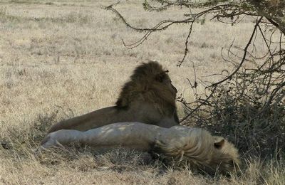 Lions 4 - Afrique de l'Est