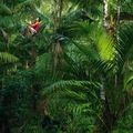 « LES GARDIENS DE L’AMAZONIE »