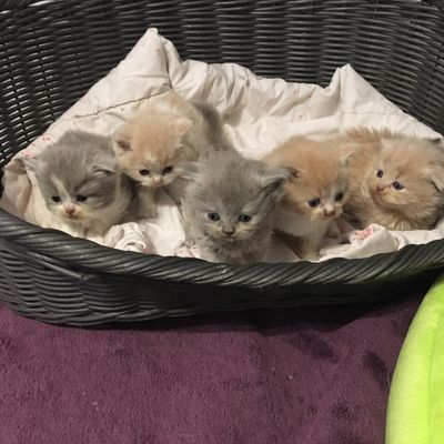  à st Pierre de la Réunion, des british et des scotish fold