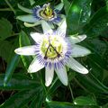 Passiflora "la magnifique"...