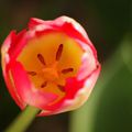 Tulipes