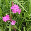 Le Compagnon rouge (Silene dioica)