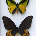 Boîte de papillons Ornithoptera Goliath Titan, mâle et femelle (Papouasie). 