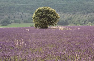 Luberon