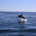 Sortie en mer en catamaran