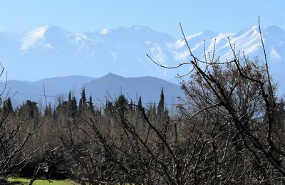 Prémices du Printemps...