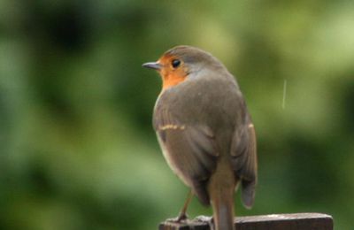 Dans mon jardin