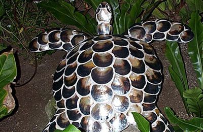 Tortue faite avec des coquilles d'huitres perlières de Tahiti.