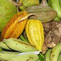 LES / Impressions et commentaires des Lecteurs en série sur Deux graines de cacao