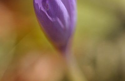 Crocus nudiflorus