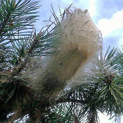 Les chenilles processionnaires et leurs dangers