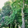 Alte Kastanienbäume / old chestnut trees / vieux châtaigners / aleja kasztanowców