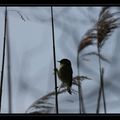 Quelques oiseaux de ces derniers jours