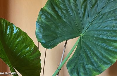 Effet graphique exotique garanti avec un Alocasia