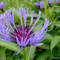 palette bleue et mauve au jardin