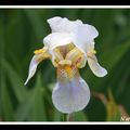 Iris blanc