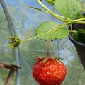 La première fraise de mon potager.