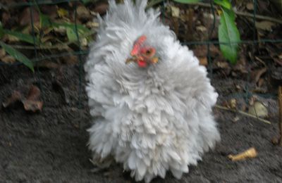 voici Paulette, une poule Pékin frisée perle 