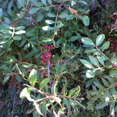 Reconnaître les plantes sauvages + MOOC botanique