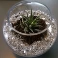 Projet DIY #8 // Un terrarium miniature 