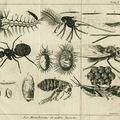 Les moucherons et autres insectes