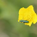 Dasytine vert * Soft-winged flower beetle