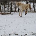 les chevaux dans la neige