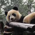 Chine, panda