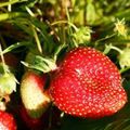 self cueillette de fraises près de Poitiers à Bonnes 86300