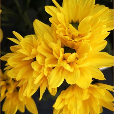 Fleurs du dimanche au mois d'Août