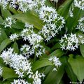 Ail des ours (Allium ursinum)