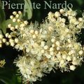 Reine des prés (Filipendula ulmaria) 