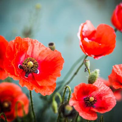 Rassemblement des coquelicots 6 mars 2020