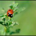 Ladybird