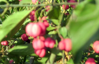 fusain d'europe et églantine.....