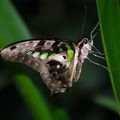 Papillons en Liberté, Jardin Botanique de Montréal