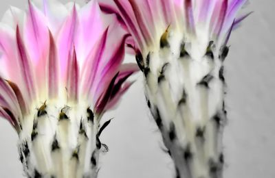 Fleurs d'Eshinopsis et cactus 