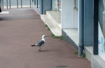 Choses vues à Saint-Gilles-Croix-de-Vie (Vendée) le 30 août 2025 (2)