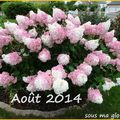 Mon jardin en août 2015