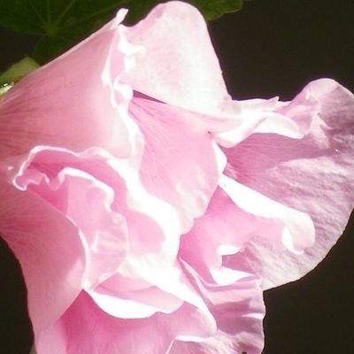 Jardin intérieur chez Miss Hortensia !