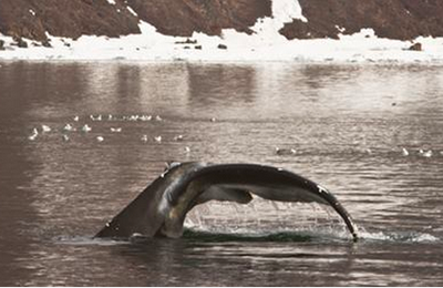 Arfivikpolis o la ciudad de la ballena boreal o franca o de Groenlandia, llámele como quiera