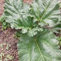 Rhubarbe Premiére année Jardin partagé Clermont ferrand