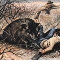 Le sanglier est-il un "gibier dangereux" ?