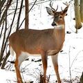 CERVO NEL BOSCO- Deer in the woordland - Cerf dans le bois